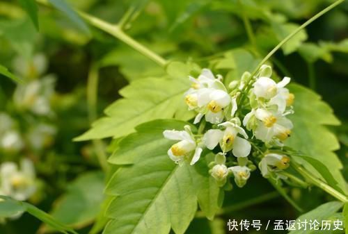  [种花]很可爱的3种花，赪桐、日日樱、洋金凤，都见过的人不多！