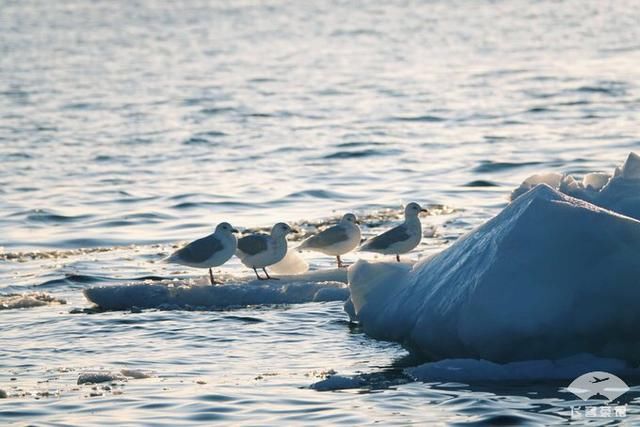 中国小伙北极之旅，入住2000多一晚的当地酒店，鲸鱼肉竟放路边卖