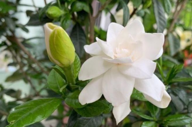  「栀子花」聪明人都爱养这3种花,养花也养人,在家养1盆,“旺财”又旺事业...