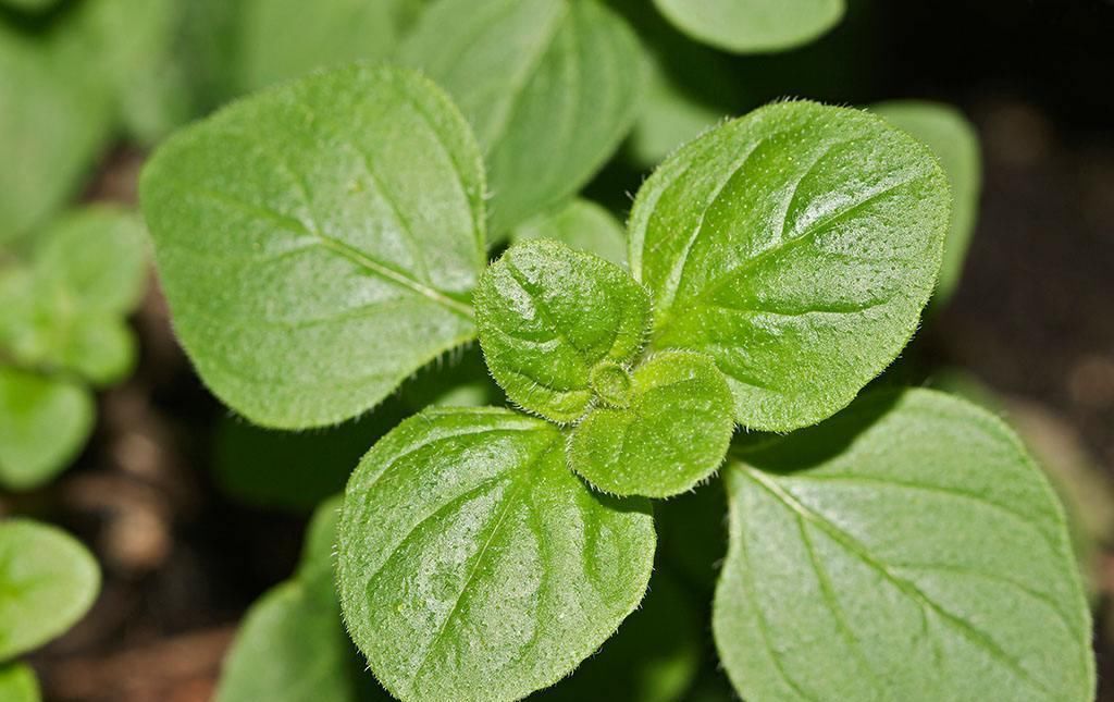  此物|此物俗称“牛至”，是治疗肠炎“特效药”，农村就有，见了带走！