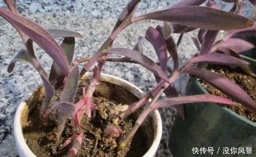  「打造」学会合理搭配盆栽土，给植物打造专用土，准备这几种材料就足够
