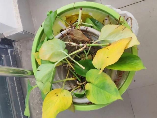  「图片作者」10种花，春天不能晒，躲屋里最安全！