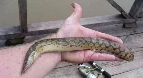  [少有]农村淡水鱼，很多人没吃过，市场卖60元一斤，为何少有农