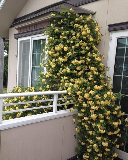  『植物』4种花不适合阳台养，有个大院子，才能养得好看！