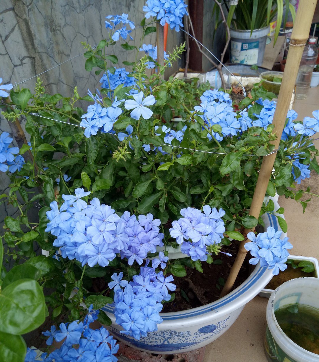  【一大】养蓝雪不开花，剪完使劲晒，呼呼开出一大簇花