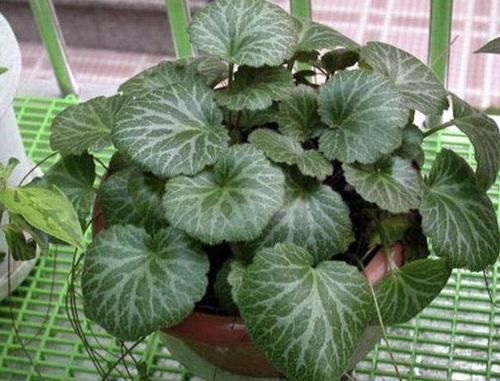  【植物】1种植物叶片宽，被称为“金线吊芙蓉”，全年可采收，价值高！