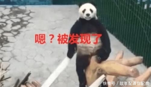 游客质疑景区大熊猫是人装的？网友：兼职一天300，吃竹子加200