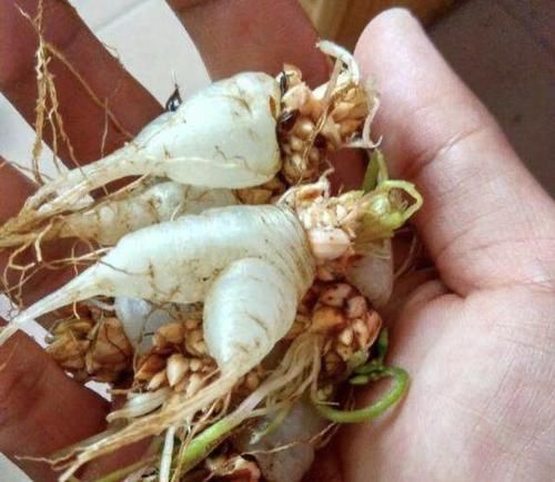 种植物■1种草有“小白根”,被称为“三叶酸”,农地里见到别挖,价值高