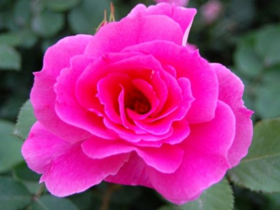  【喜欢光照充】这5款花卉，被称为“开花机器”，家里养一盆，花开繁盛惹人爱