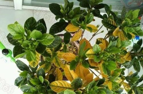  [油绿]栀子花老黄叶？3种“情况”，3种方法解决，油绿可人，花满枝