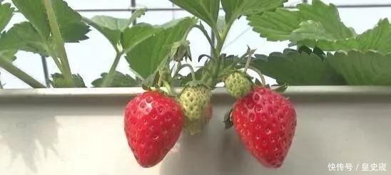  「利润」草莓在院子里长大，价格翻了几倍，卖1斤150元！ 年利润