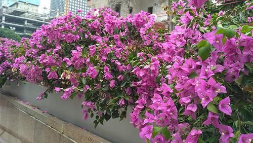  【叶子花】光叶子花，别名三角梅，花紫色或洋红色