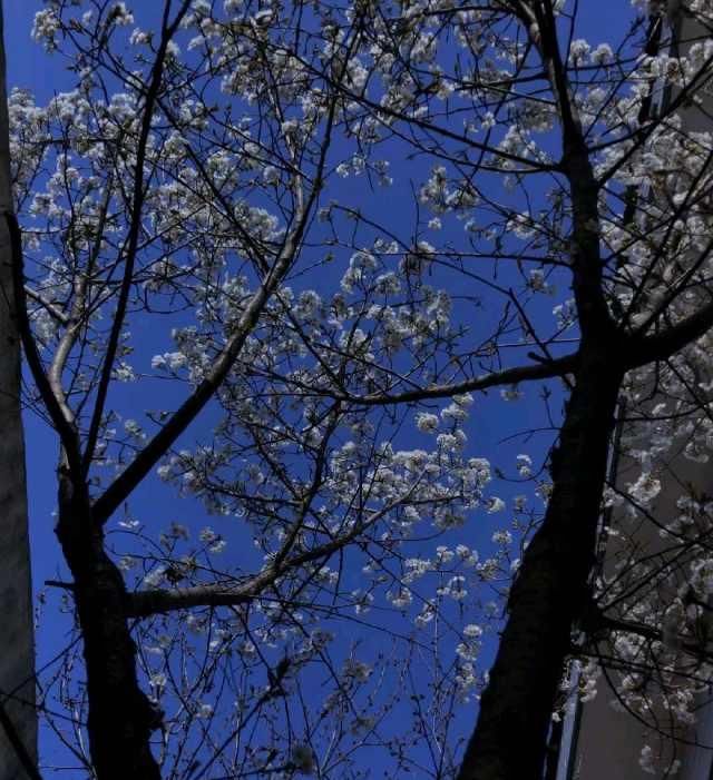  赏花：春暖花开，你赏花了么？