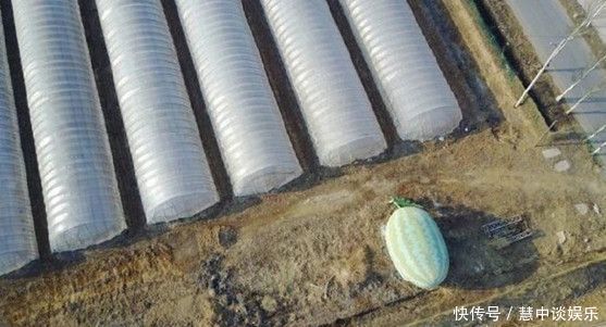  「长出」农民地里长出8米大“巨型西瓜”,细看之后大家都笑了！