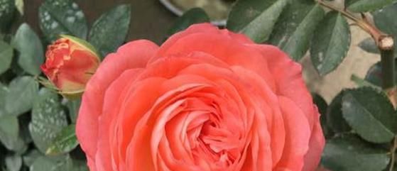  诺娃：喜欢菊花，不如养盆“精品玫瑰”诺娃，花型饱满，富贵满堂