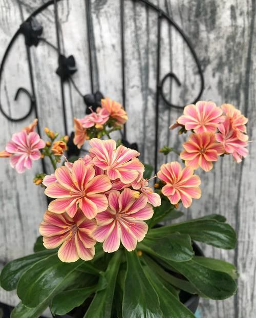 『黄花』喜欢菊花,首选洹水红梅,花开蕊黄花艳,绚丽多姿,好美啊!