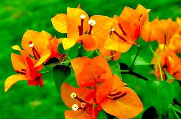 柠檬黄@喜欢菊花,不如试试“开花机器”柠檬黄三角梅,花开爆盆还好养!