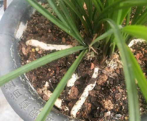  【盆土】兰花看着不爽，那就分苗分盆吧，一盆变三盆，盆土消毒方式一绝