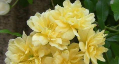  『喜欢』喜欢菊花，就养盆“珍稀名菊”岸千羽鹤，鲜艳美丽，高贵优雅，美