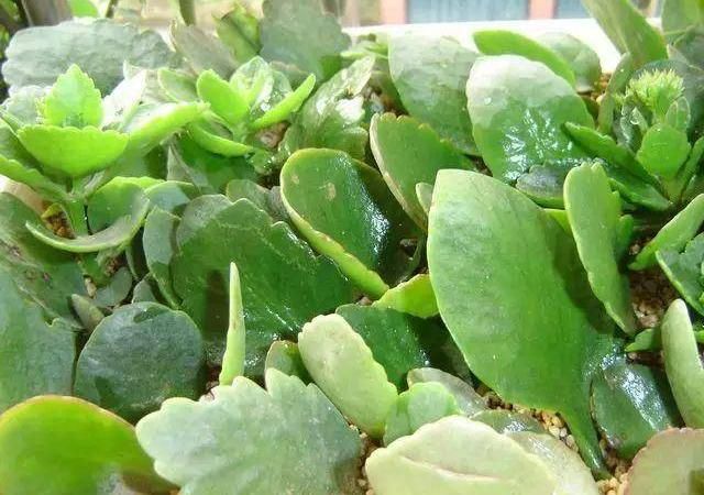 「残花」长寿花开败了,及时修剪残花,利用“顶端优势”,成活率90%