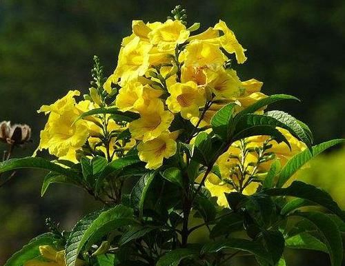 『色彩』喜欢菊花,就养盆“欧洲小米菊”色彩糖果,似黄色糖粒,赏心悦目