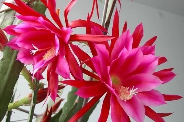  #充足#养令箭荷花，做好“这5点”，花大色艳，一次开花20朵