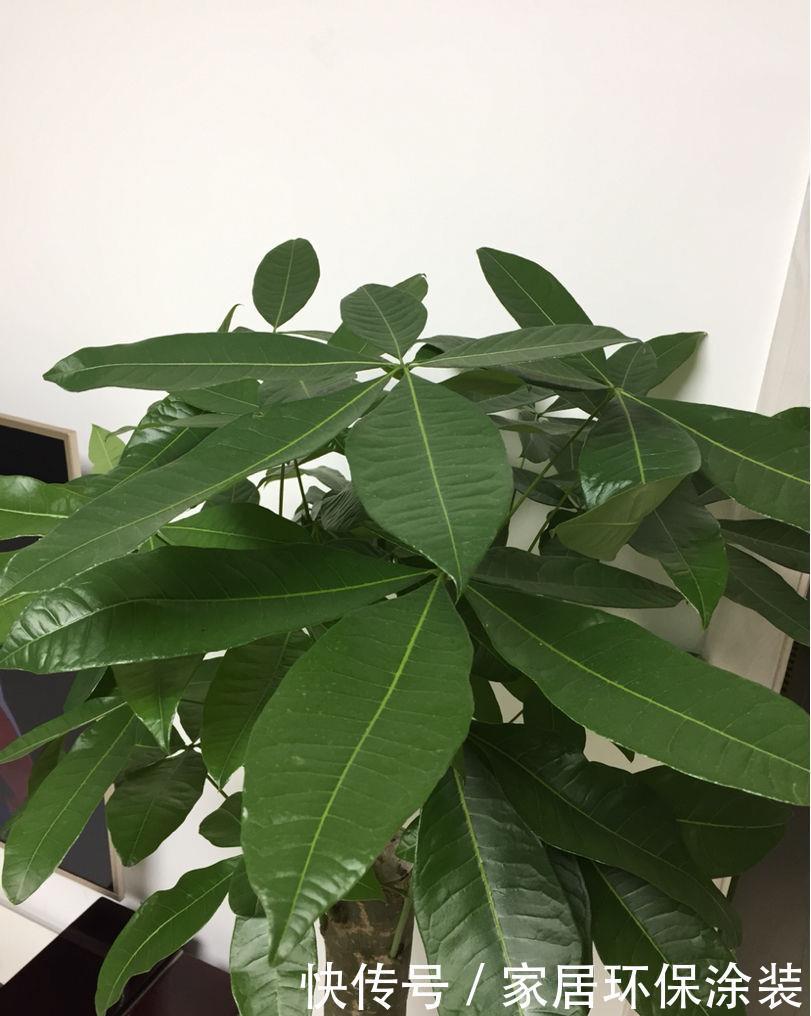  「种花」9种花，不能多浇水，水一多就烂根