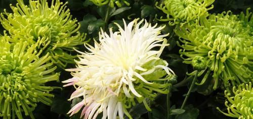  「喜欢」喜欢菊花，就养“珍稀名菊”绿安娜，绿色花朵上开出白花，惊艳！