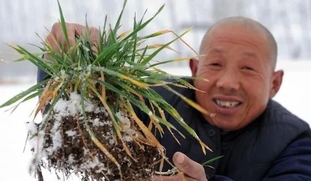  偏早|2020年立春偏早，小麦长势偏迟，早春该如何管理才能高产？