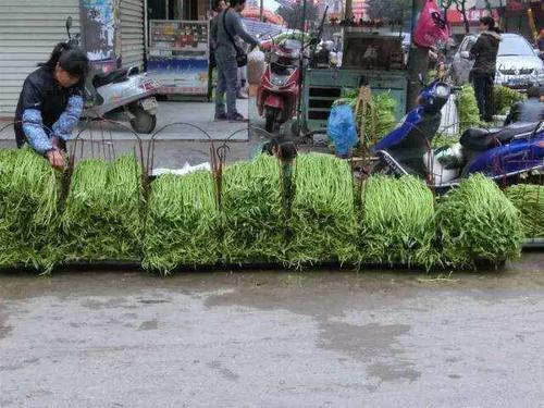 南方一块钱一把的菜，吃不完喂猪，卖到北方一斤七八块