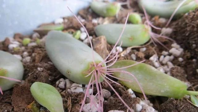  「植物」多肉植物掉叶子?趁着春天,捡几片埋土里,30天后就是一盆花
