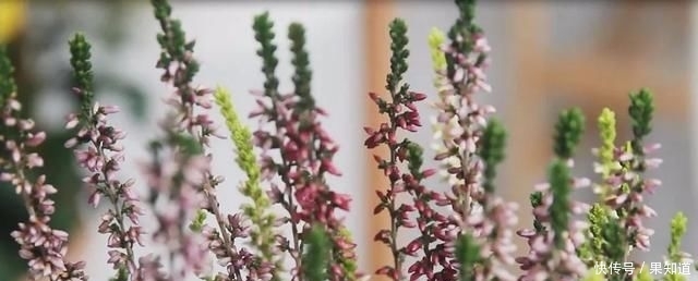 『植物』挪威国花——帚石楠,花开绚丽,不畏严寒,好看还好养