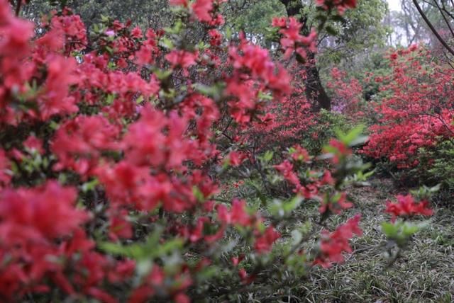  「湖南省」湖南省植物园24日恢复开园，晚樱、杜鹃花、郁金香依然笑春风