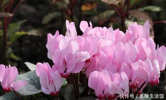 『茉莉花』阳台养这三种“懒人花”,扔上面不用管让它自己晒太阳,花爆满盆