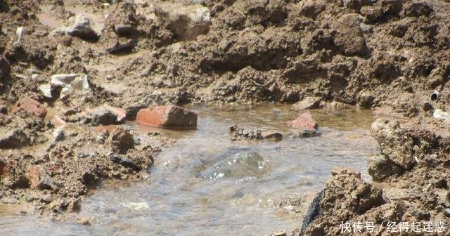 松软的地面现“泉眼”，不断有鲫鱼从地下冒出来，随便捡