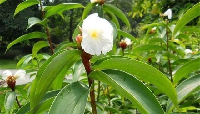  「那就」这种野草模样怪，身材高挑开花纯美，挖出嫩芽美味得舔净盘底！