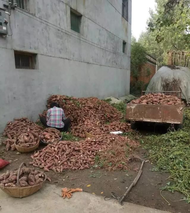  #红薯#农村农民和红薯大家不知道的东西