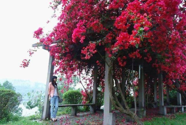  『花期』春季养花此花别错过，花期来临时，满树花朵，种2株轻松长出花墙