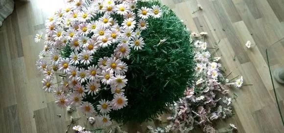  #长寿花#阳台花儿开败后，手痒剃个头，剃完就爆花，开成花球太惊艳！