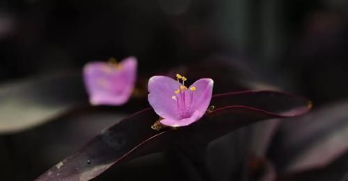 『花语』紫罗花开香淡淡,不与它花比妖艳,一任花开又自凋,端庄朴素送人间。