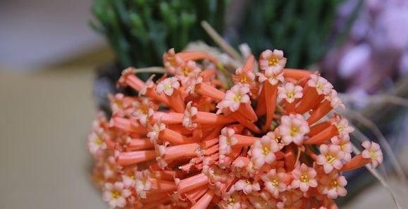 『越多越好』最不怕淋雨的三种花,淋的雨越多越好,能让枝叶疯长,花朵旺盛