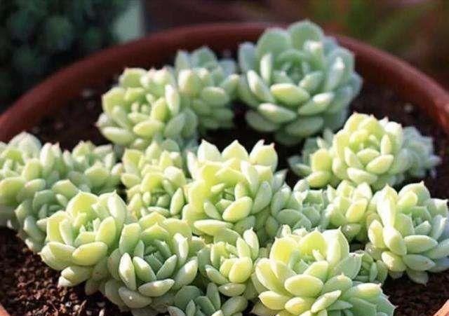  「入手」标致又美丽的多肉，一盆顶十盆，春天正好入手，剁手吧！
