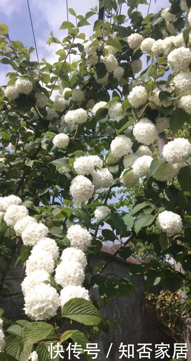 「怕乱」5种花就怕乱浇水,浇得越多,死的越快