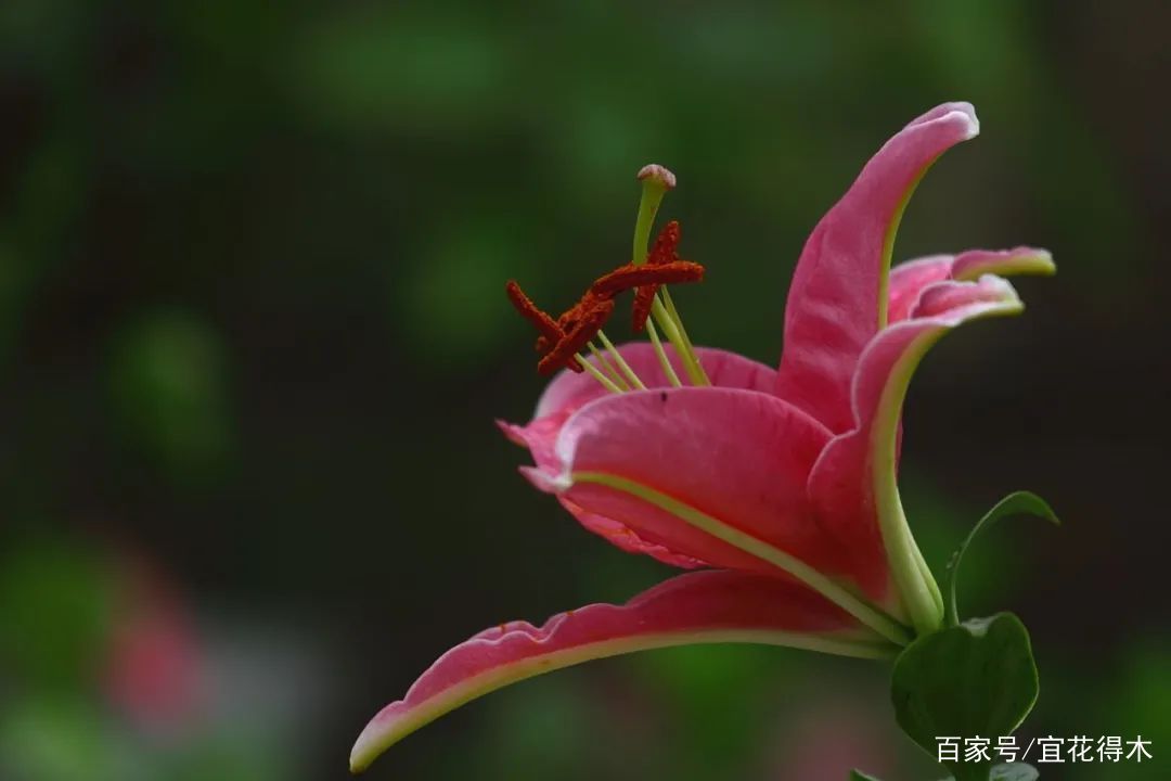  【传统】濒危物种｜百合是我国传统名花，您可见过开瓣豹子花？