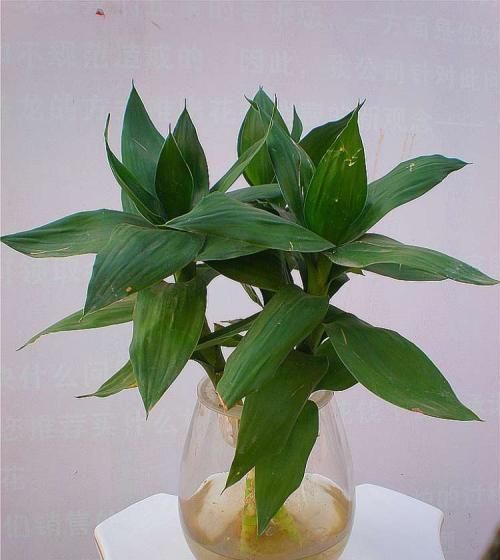  药片@刚买回家的富贵竹就黄叶！怎么解决，这两种“药片”派上用场！