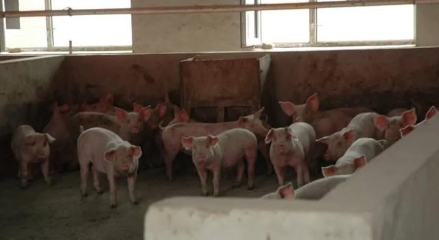  猪饲料■建1000只猪场需要多少钱？小猪饲料除外？