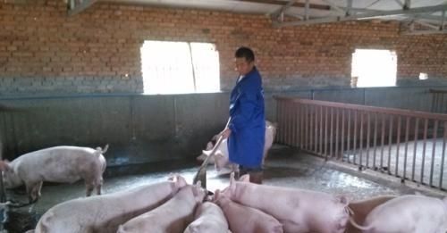 猪价突破15元，究竟是屠宰户利润多，还是养猪户利润多？