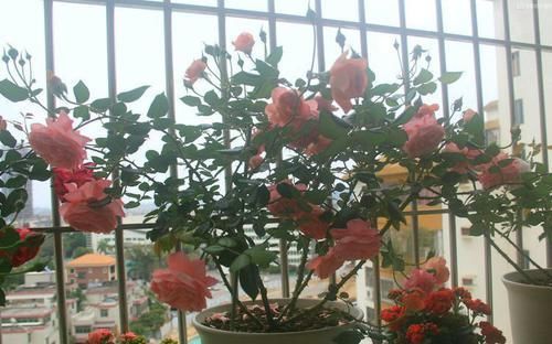  『春天』春天养花，那就养盆海天一色，花开靓丽秀美，芳姿淡雅清新！