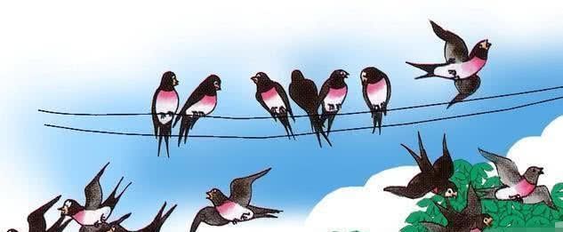  「不见」为什么燕子每年繁殖而不见数量增加？内行人“一语道破