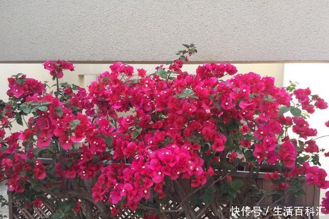 「光照」阳台光照好?养“3种花”,长成窗帘爬上墙,开花一片片,太美了